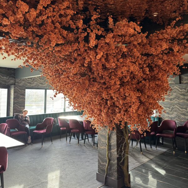 orange cherry blossom tree