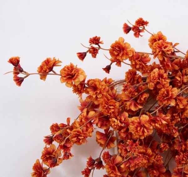 orange cherry blossom