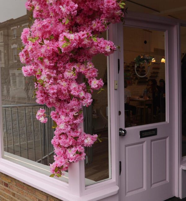 cherry blossom