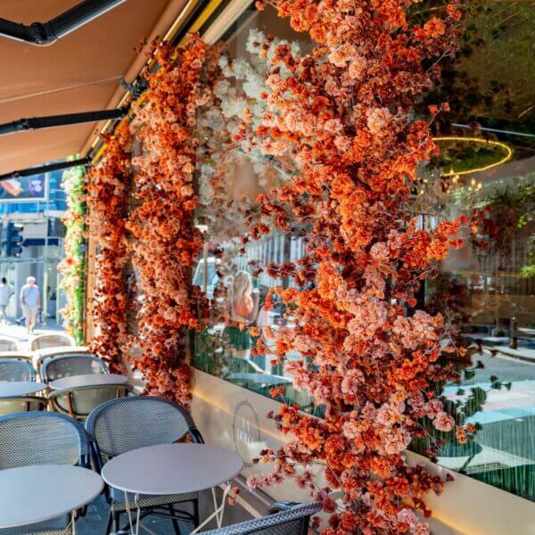 orange cherry blossom tree
