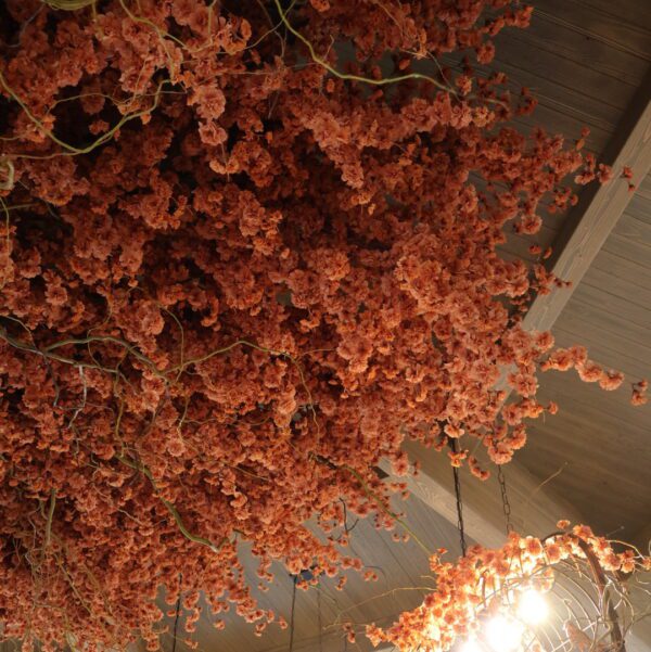 orange cherry blossom tree