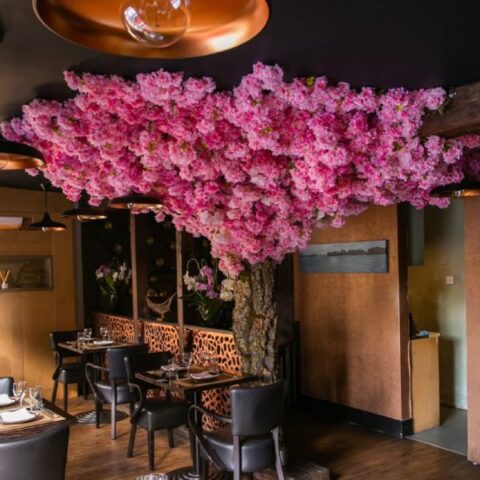 cheery blossom tree